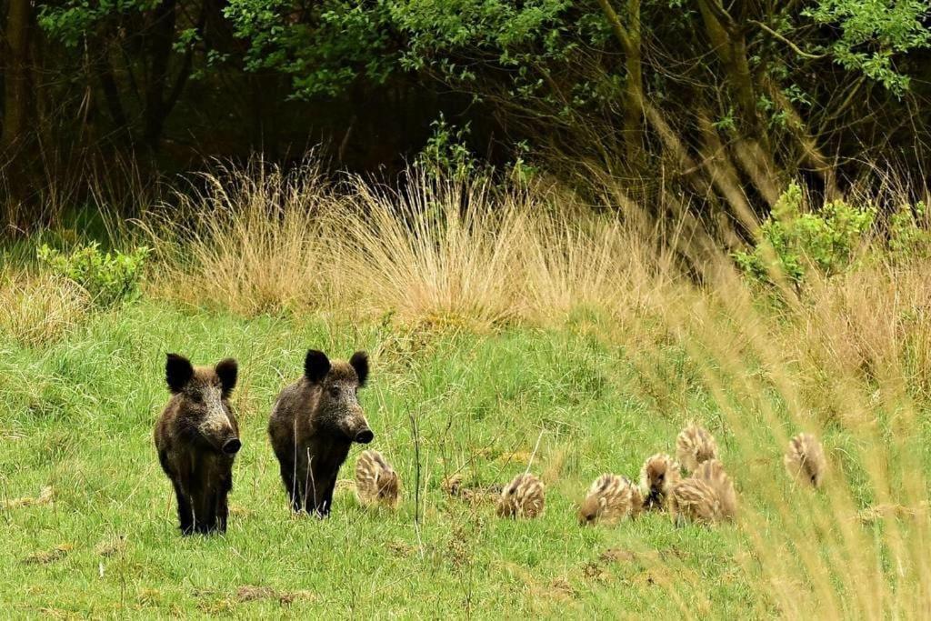 Reewold Veluwe Βίλα Putten Εξωτερικό φωτογραφία