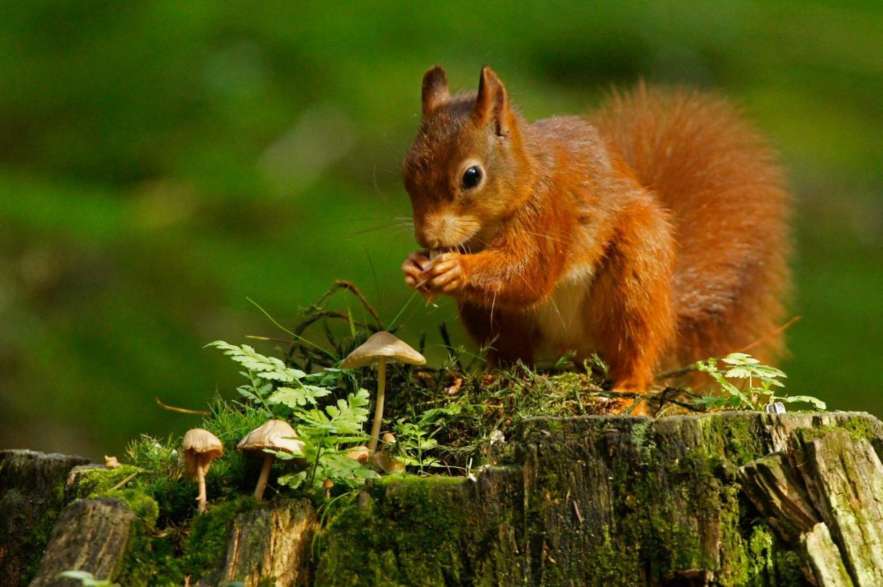 Reewold Veluwe Βίλα Putten Εξωτερικό φωτογραφία