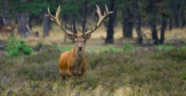 Reewold Veluwe Βίλα Putten Εξωτερικό φωτογραφία