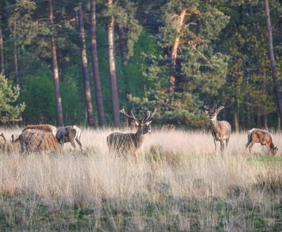 Reewold Veluwe Βίλα Putten Εξωτερικό φωτογραφία